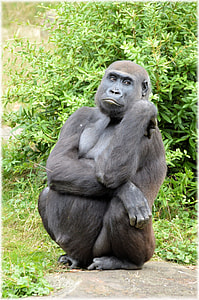 gorilla sitting on stone during daytime thumbnail