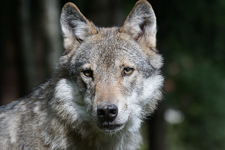 shallow focus photography of gray and brown wolf thumbnail