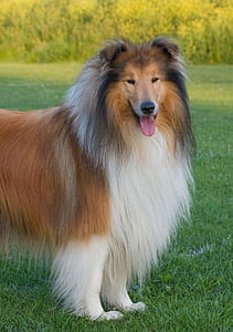 adult white and brown rough collie standing on green grass at daytime thumbnail
