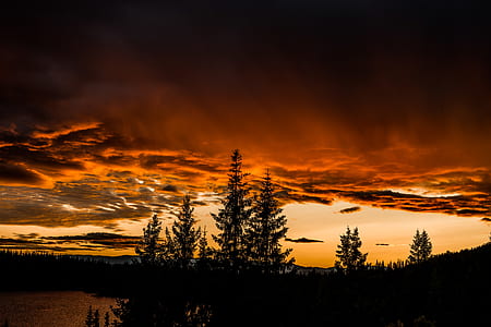 silhouette of trees under orange clouds and skies thumbnail