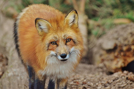 brown fox during daytime thumbnail