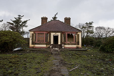 brown horse in front of house thumbnail