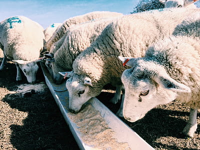 Herd of Sheep Eating Food thumbnail