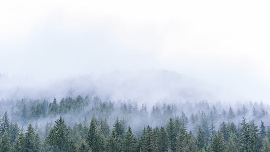 photo of trees with fogs thumbnail