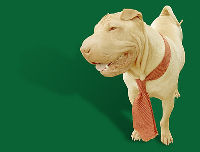 adult tan Chinese shar-pei thumbnail