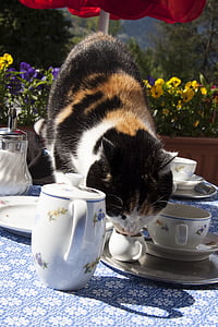calico cat drinking on teacup thumbnail