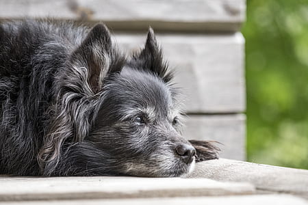 selective photo of adult gray long coat dog lying on bench thumbnail