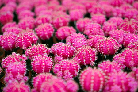 close-up photo of pink cacti thumbnail