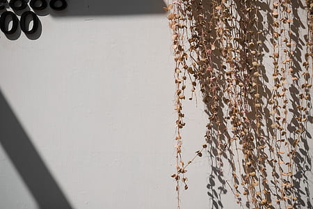 hanging leaf on white painted wall thumbnail