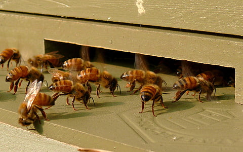 group of honey bees thumbnail