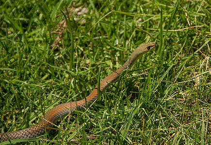 Whip Snake, Yellow-Faced Whip Snake thumbnail