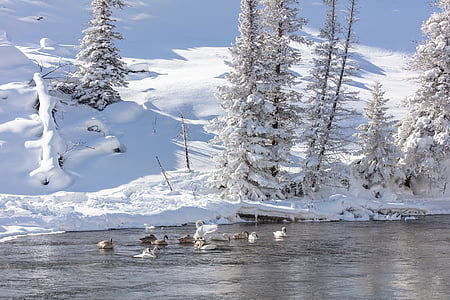 flock of swan on body of water during daytime thumbnail