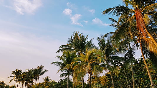 Low Angle Shot of Coconut Trees thumbnail