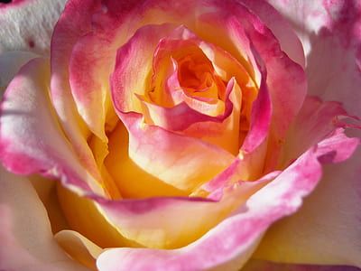 close up photo of white and pink rose thumbnail