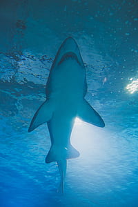 shark underwater thumbnail