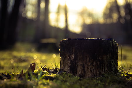 close-up photography of brown wood trunk thumbnail