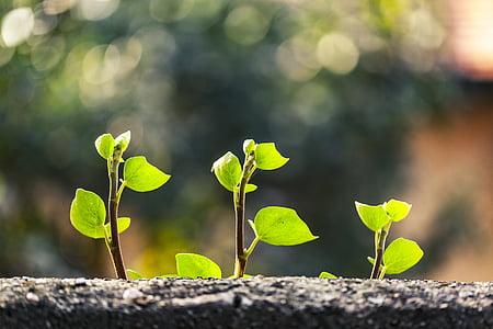 shallow focus photo of green leafed plant thumbnail