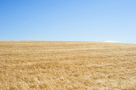 brown leaf grass field under clear sky at daytime thumbnail
