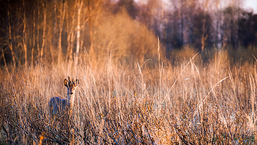 brown deer standing through tall grasses thumbnail