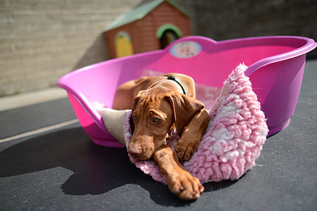 red and rust Doberman pinscher puppy thumbnail