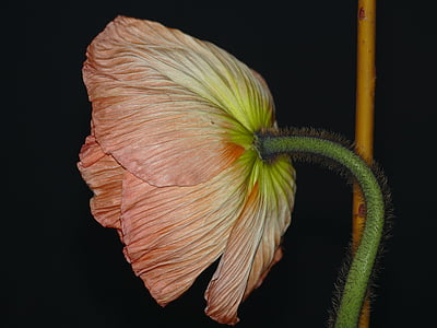 pink poppy flower in closeup photo thumbnail