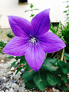 purple petaled flower thumbnail