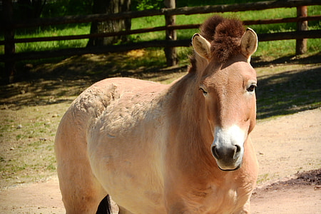 Przewalski'S Horse, Mare thumbnail