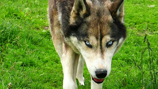 adult white and black Siberian husky close-up photography thumbnail