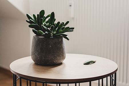 green succulent in vase on top of table thumbnail