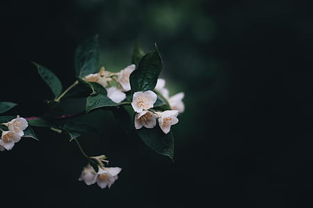 white flowers in tilt shift lens photography thumbnail
