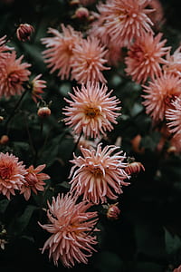 pink flowers in shallow focus photography thumbnail