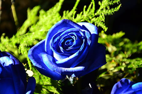 blue rose flowers at daytime thumbnail