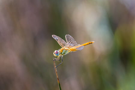 orange and green dragonfly on brown stem thumbnail