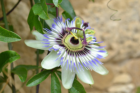 Blue Passionflower, Passion Flower thumbnail
