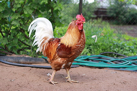 red and white rooster near blue hose thumbnail