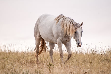 wildlife photography of white horse thumbnail