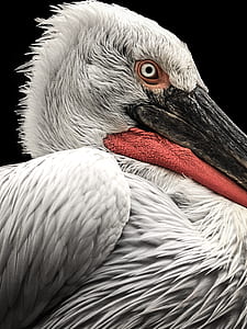 close-up photography of white pelican thumbnail