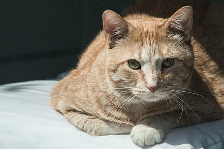 Close-up Photography of Orange Tabby Cat Lying on White Comforter thumbnail