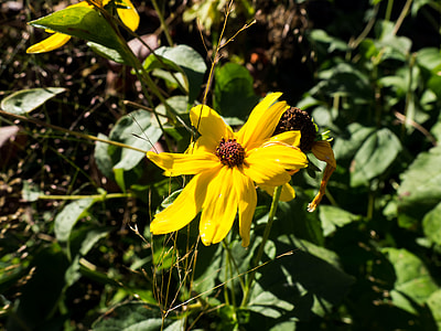 yellow petaled flower in selective focus photography thumbnail
