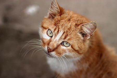 shallow photography of orange Tabby cat thumbnail