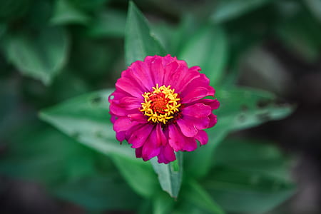 nature, summer, purple, garden thumbnail