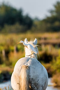 white bird on white horse back in focus photography thumbnail