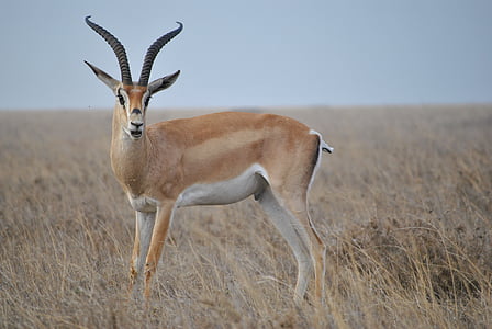 brown antelope in green grass field thumbnail