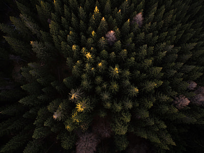 aerial photography of pine trees thumbnail