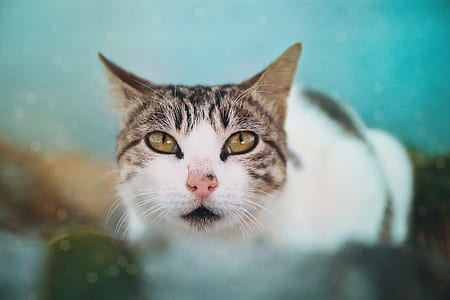 shallow focus photography of cat thumbnail