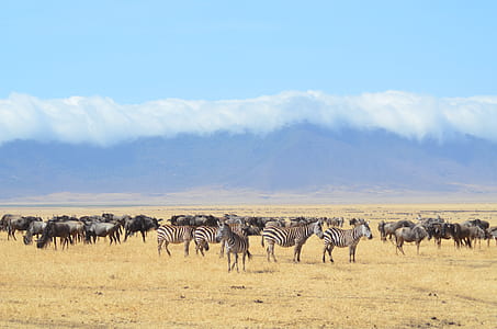 herd of zebra thumbnail