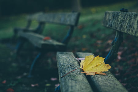 maple leaf on gray wooden bench thumbnail