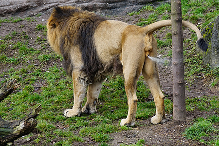 standing on ground brown and black lion beside tree at daytime thumbnail