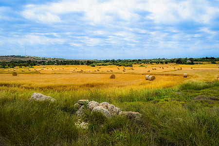 brown stone on green grasses during daytime thumbnail