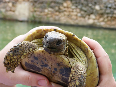 Mediterranean Tortoise, Priorat thumbnail
